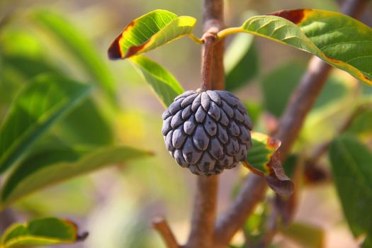 Sugar-apple Fruit in Close-up Shot 