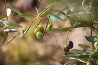 Green Round Fruit on Brown Stem
