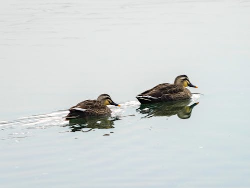 Two Ducks Swimming on the Water