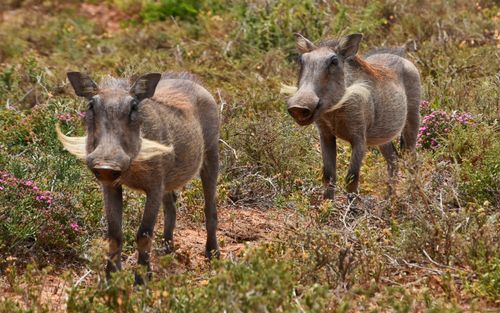 Free Two warthogs roam the wild terrain in South Africa, Africa. Stock Photo