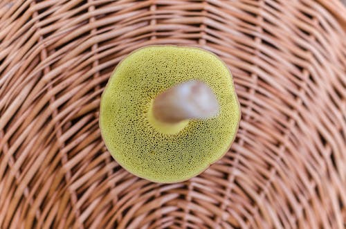 Free Close Up Photography of Green Sponge Stock Photo