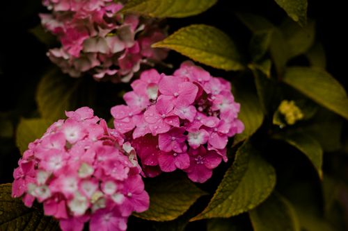 Free Close-up of vibrant pink hydrangeas covered in water droplets, surrounded by green leaves. Stock Photo