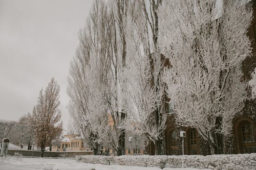Free Snow-Covered Trees Near Houses Stock Photo