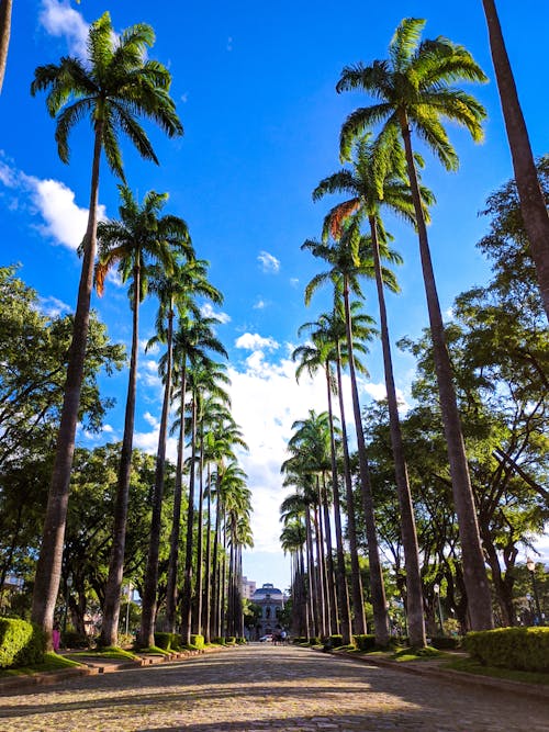 คลังภาพถ่ายฟรี ของ ต้นปาล์ม, ถนนดิน, ท้องฟ้าสีคราม