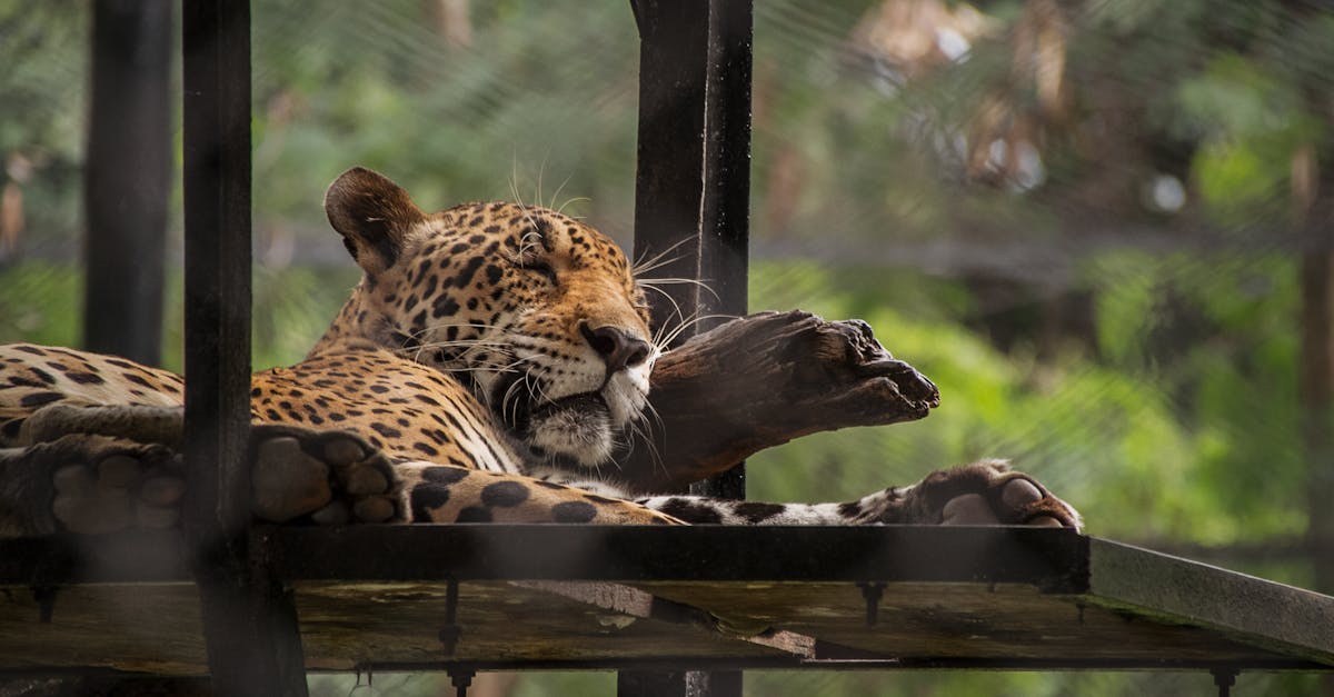 Free stock photo of cheetah leopard