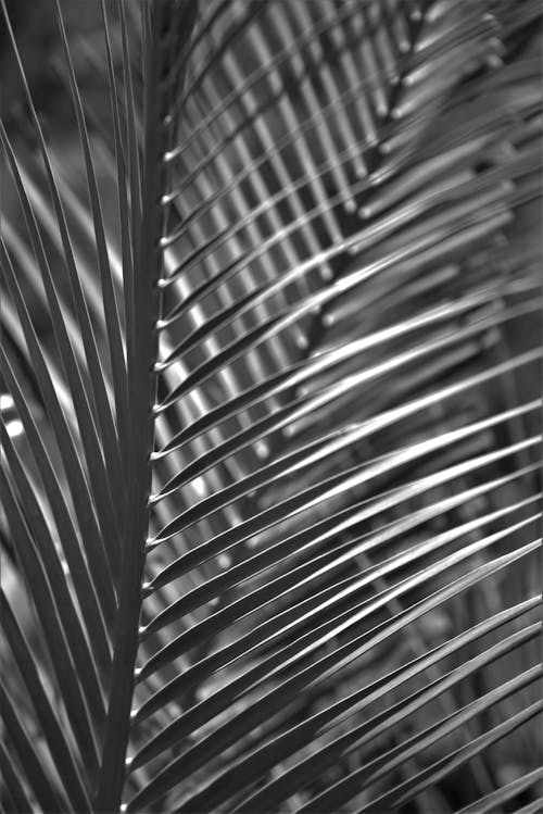 Close-up Photo of Coconut Leaves