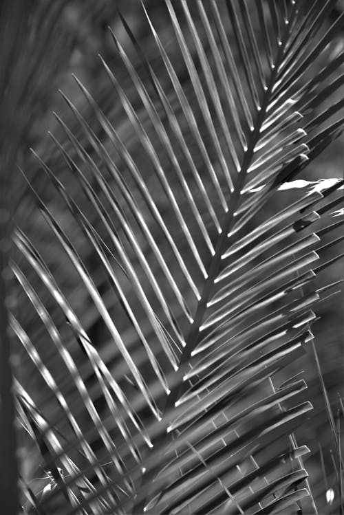 Close-up Photo of Coconut Leaves