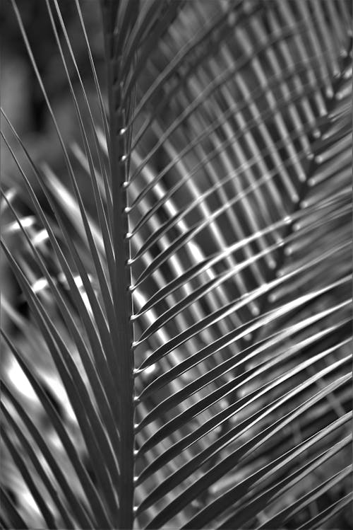 Close-up Photo of Palm Leaves
