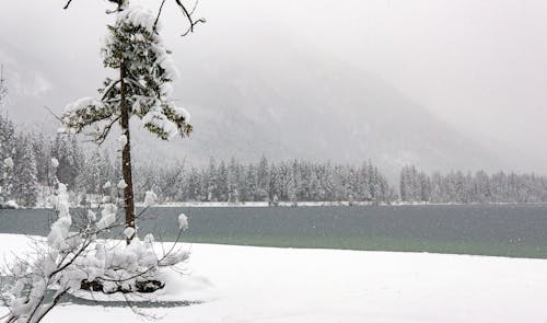 River shore with snowy trees and foggy mountain