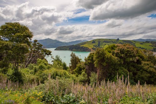 Green Trees Near the Sea Under Cloudy Sky