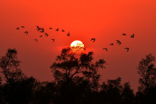 Free Silhouette of Birds Flying during Sunset Stock Photo