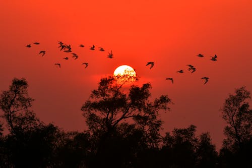 Silhouette of Birds Flying during Sunset