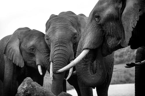 Grayscale Photo of Elephants