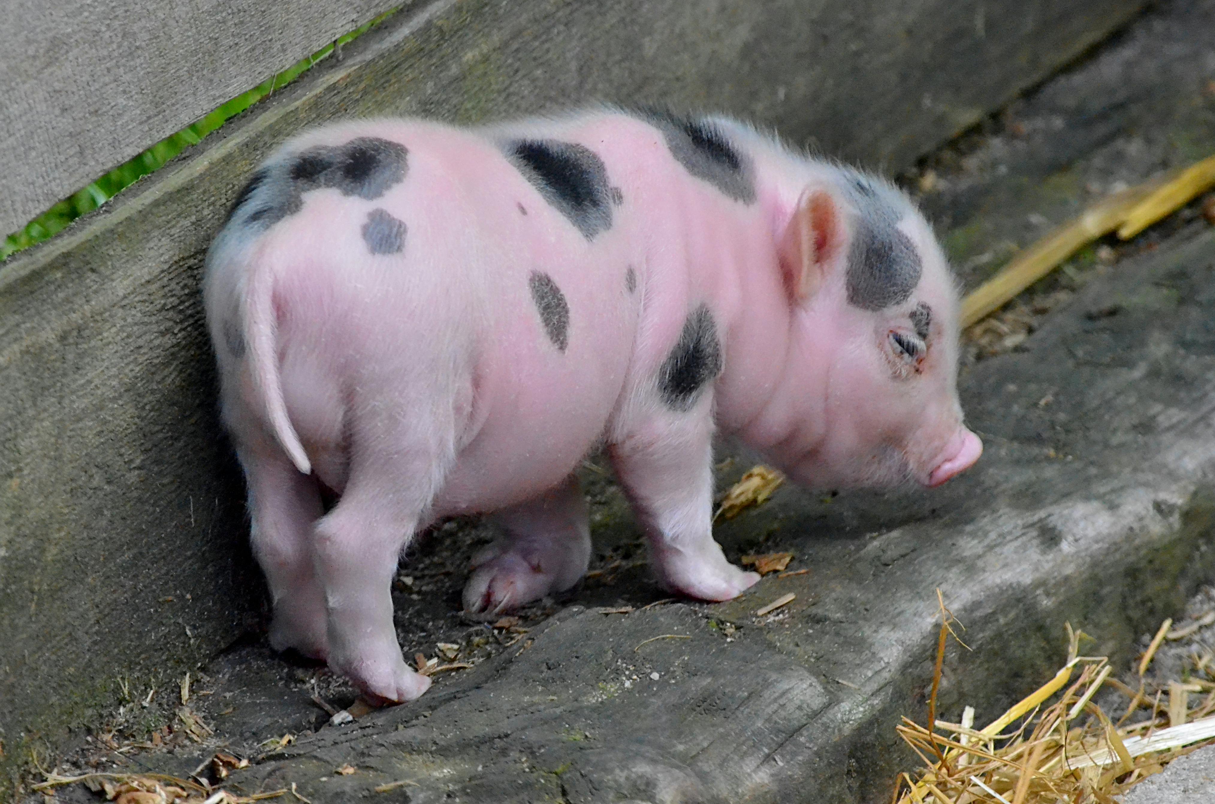 Diyabet Diyeti: Kan Şekerini Dengeleyen Beslenme Planı ve İpuçları