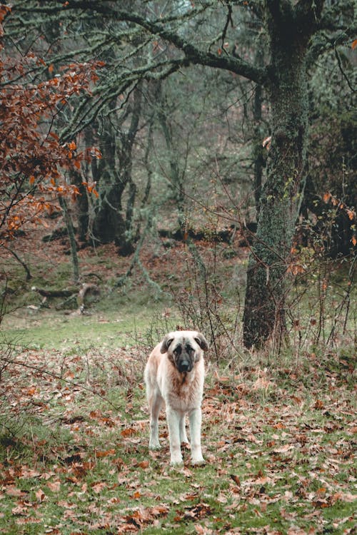 Immagine gratuita di adorabile, alberi, animale