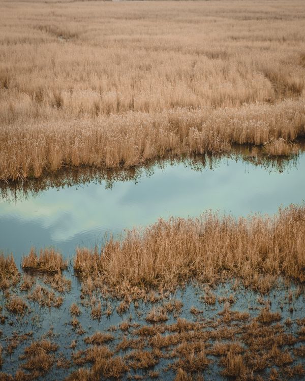 Marshes Rushes And Reeds Reeds Near a Marsh · Free Stock Photo