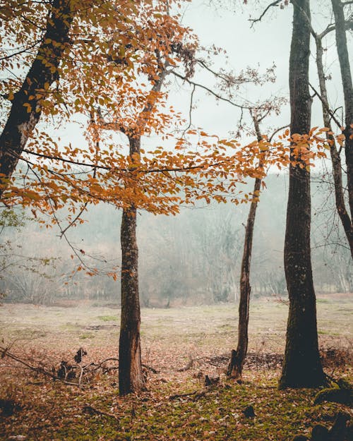 Foto profissional grátis de amarelo, ao ar livre, árvores