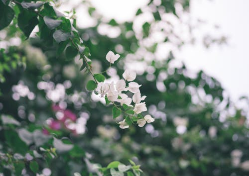 Close-Up Shot of White Flowers in Bloom