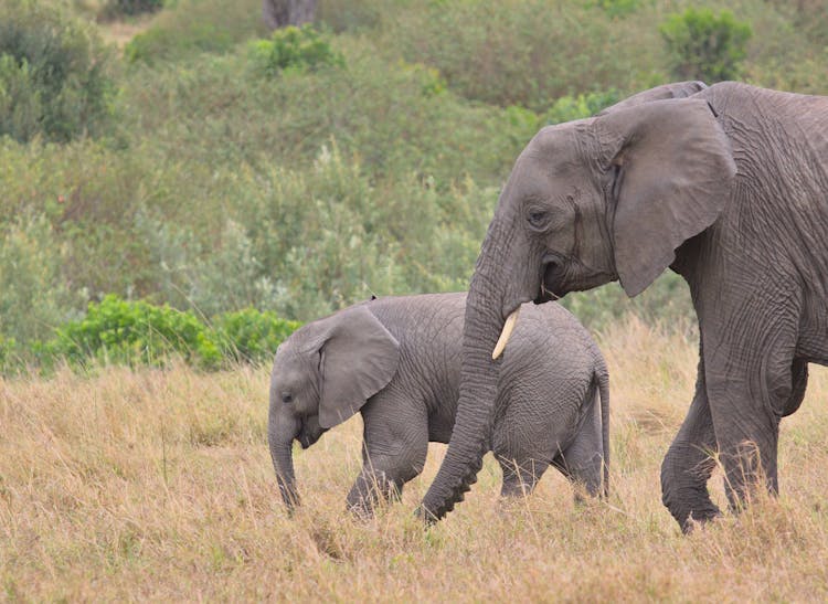 Elephants Walking On A Grass Field