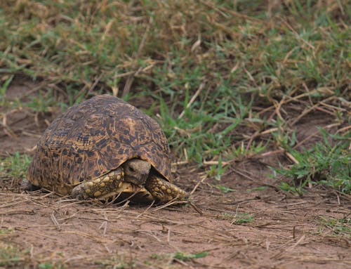 Fotobanka s bezplatnými fotkami na tému divočina, Keňa, korytnačka leoparda