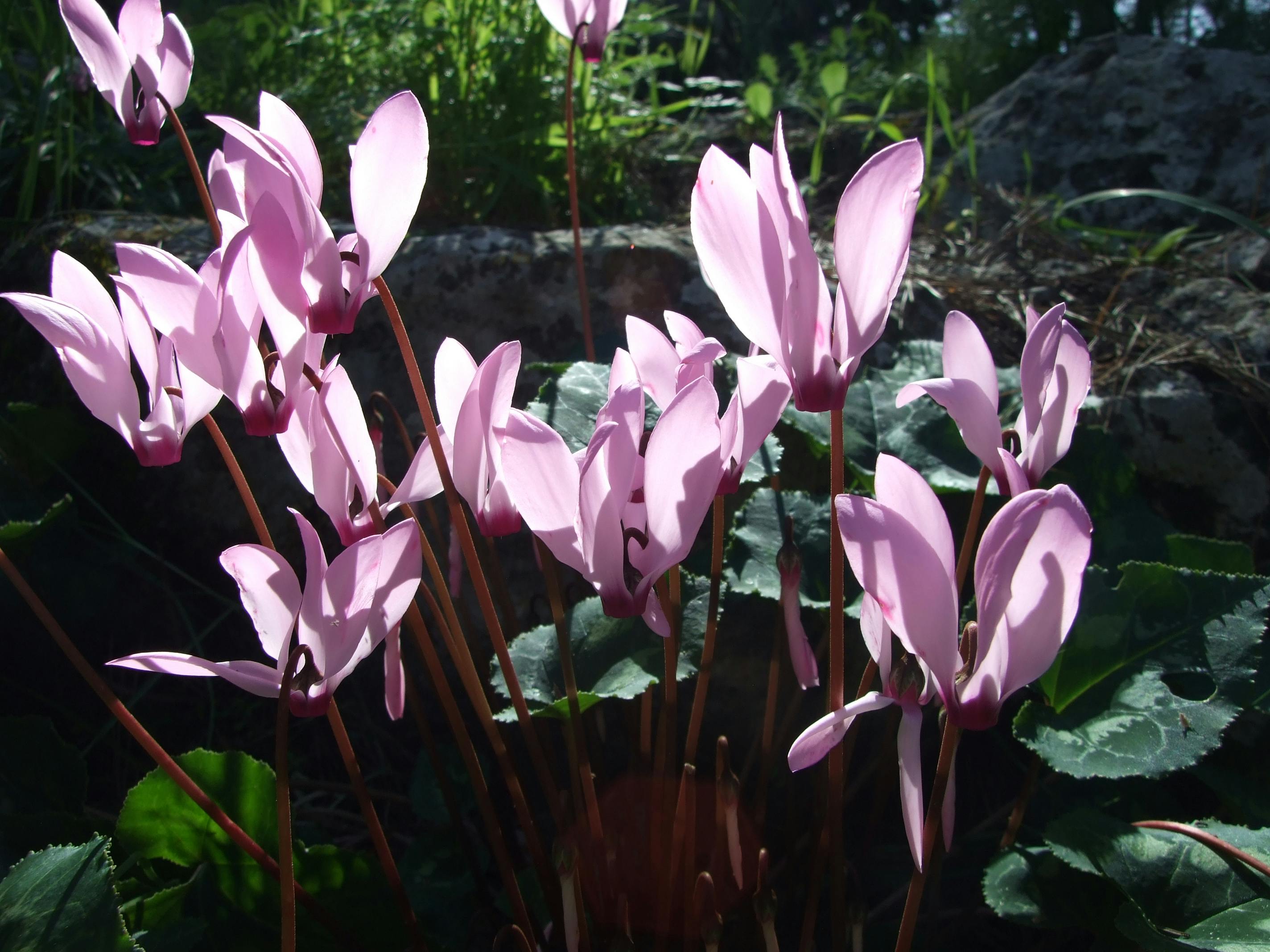 Free stock photo of cyclamen flower