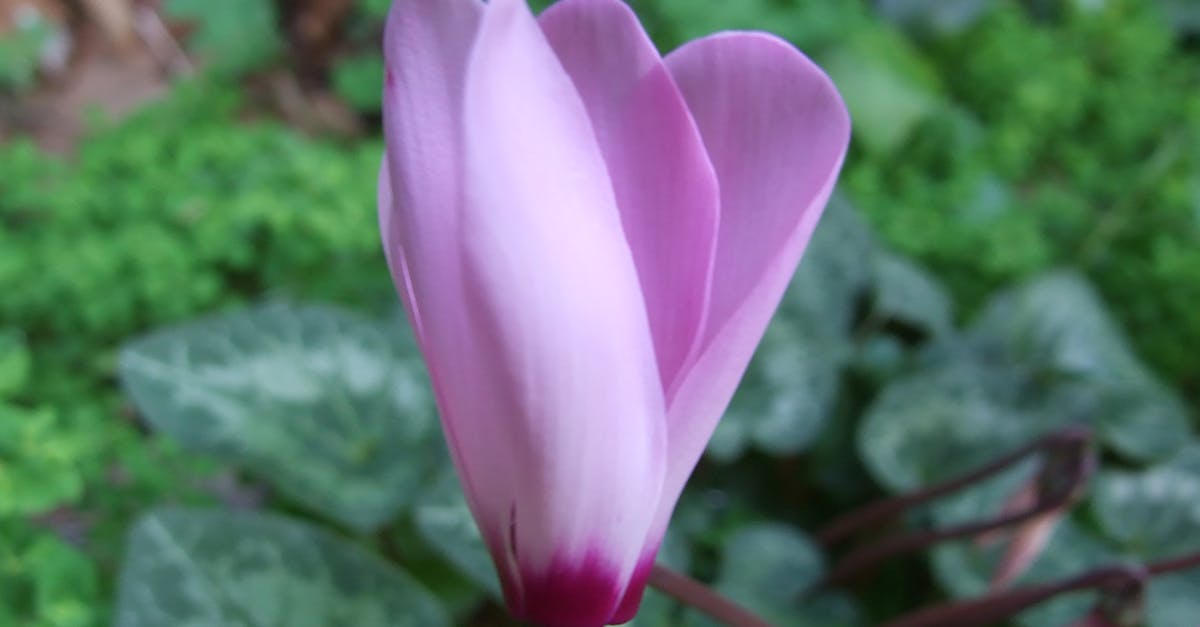 Free stock photo of cyclamen flower