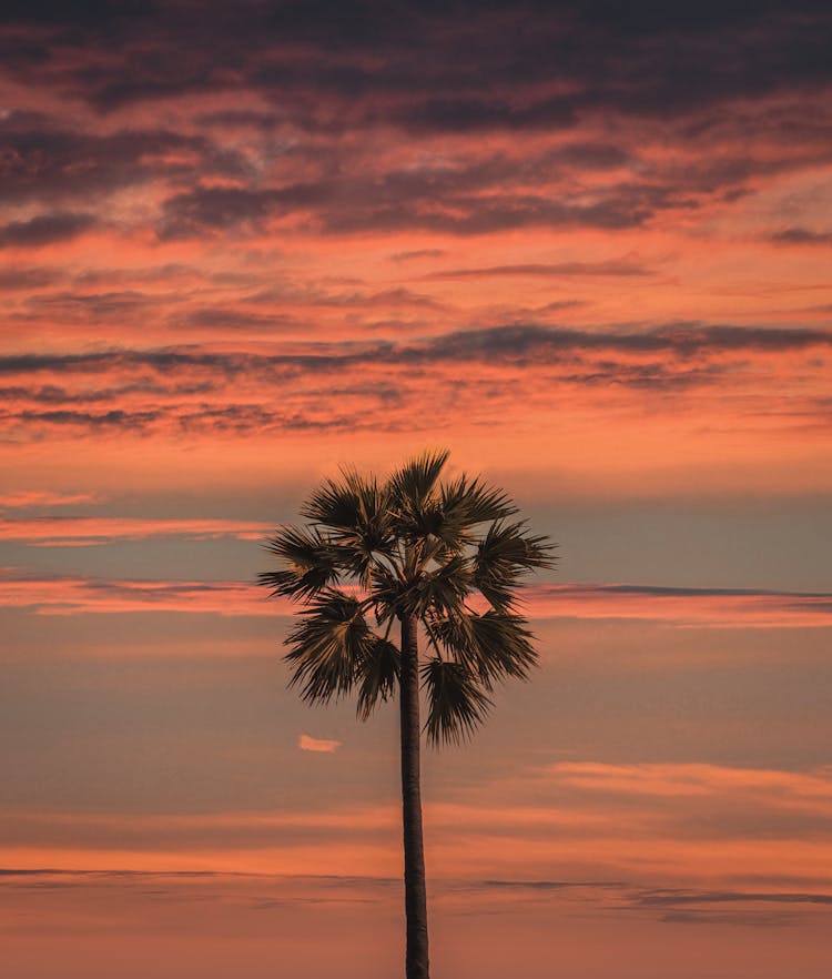 Palm Tree Against Endless Sea At Sundown