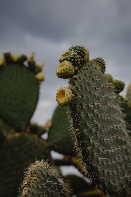 Kostenlos Grüner Kaktus In Der Nahaufnahmefotografie Stock-Foto