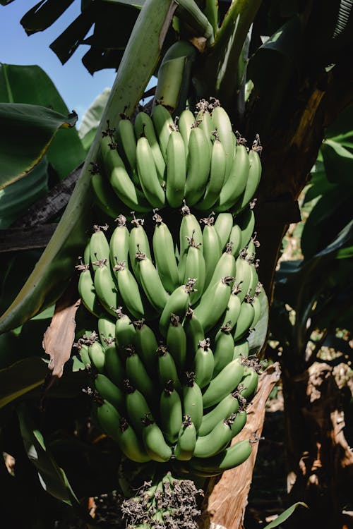 Gratis Fruta De Plátano Verde En El árbol Foto de stock