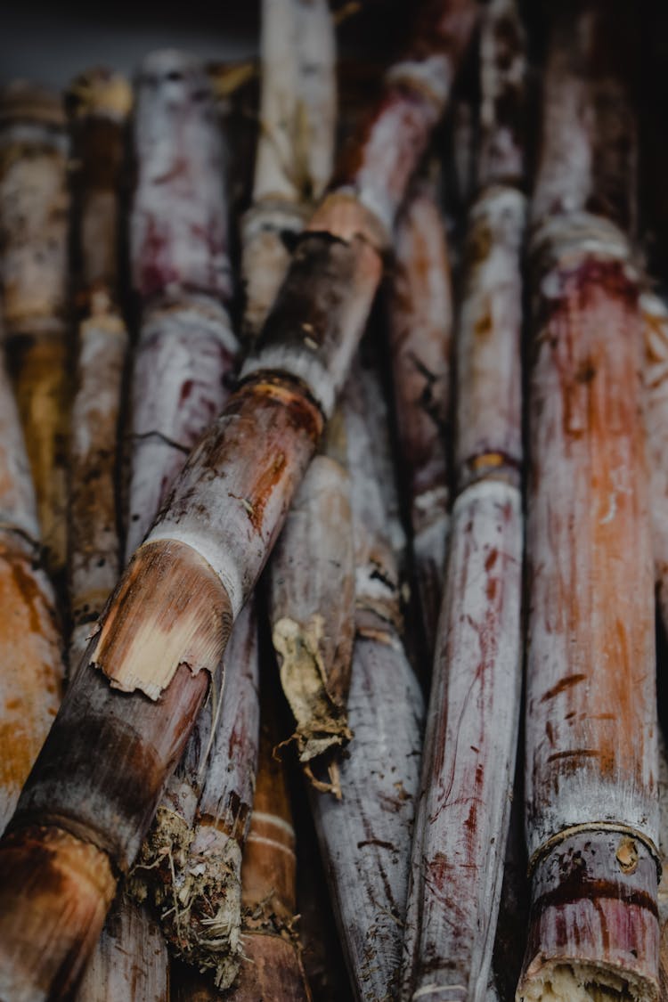 Close-Up Shot Of Sugar Canes