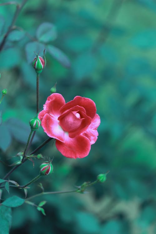 Close-Up Shot of a Red Rose in Bloom