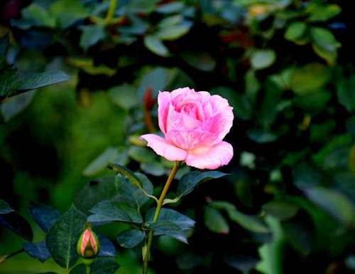 Close-Up Photo of a Pink Rose in Bloom