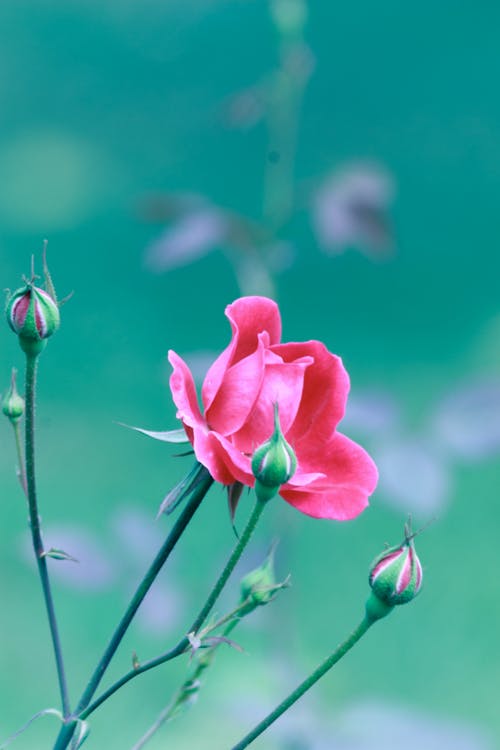 Macro Shot of a Pink Flower in Bloom