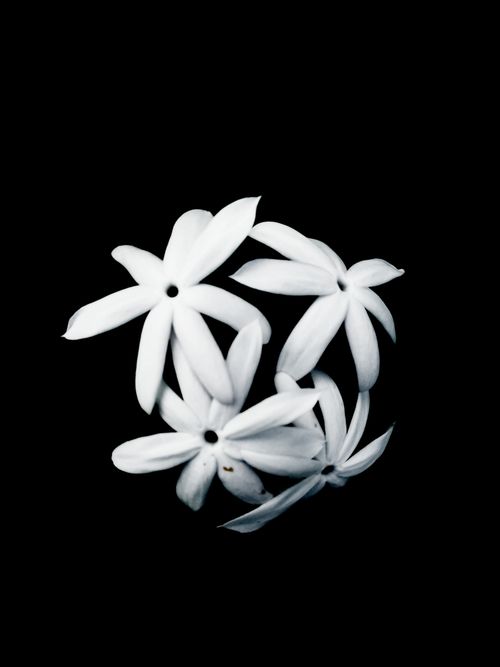 Free A detailed macro shot of blooming white jasmine flowers on a contrasting black background. Stock Photo