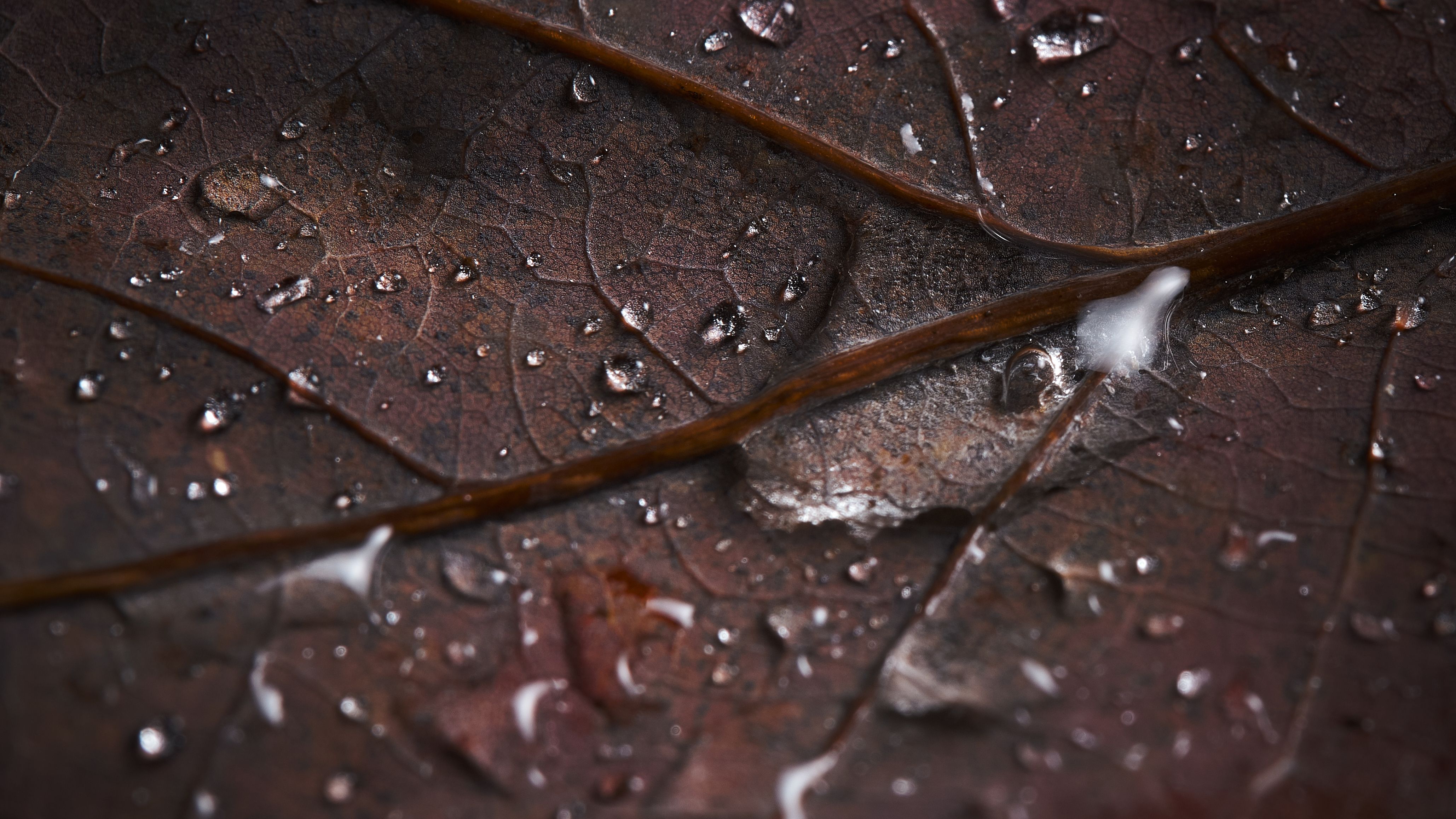 Macro shot of a textured leaf with water droplets highlighting natural patterns.. pexels, macro, shot