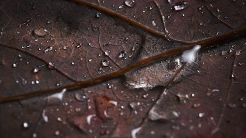 마른 나뭇잎, 이슬방울, 이파리의 무료 스톡 사진