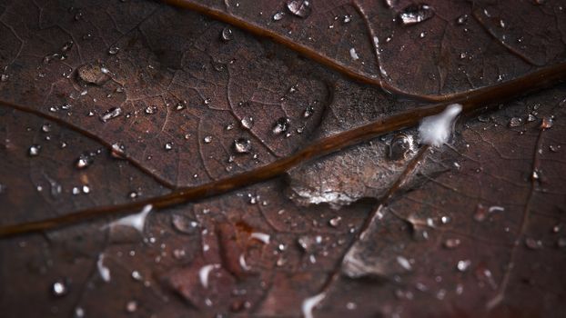 Macro shot of a textured leaf with water droplets highlighting natural patterns.. pexels, macro, shot