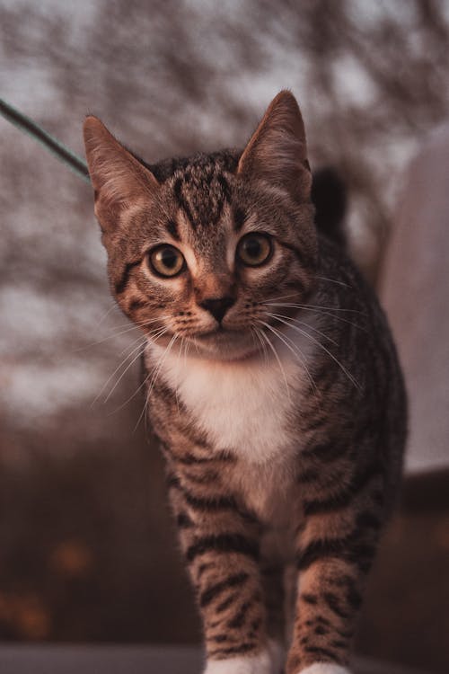 Close-Up Shot of a Tabby Cat 