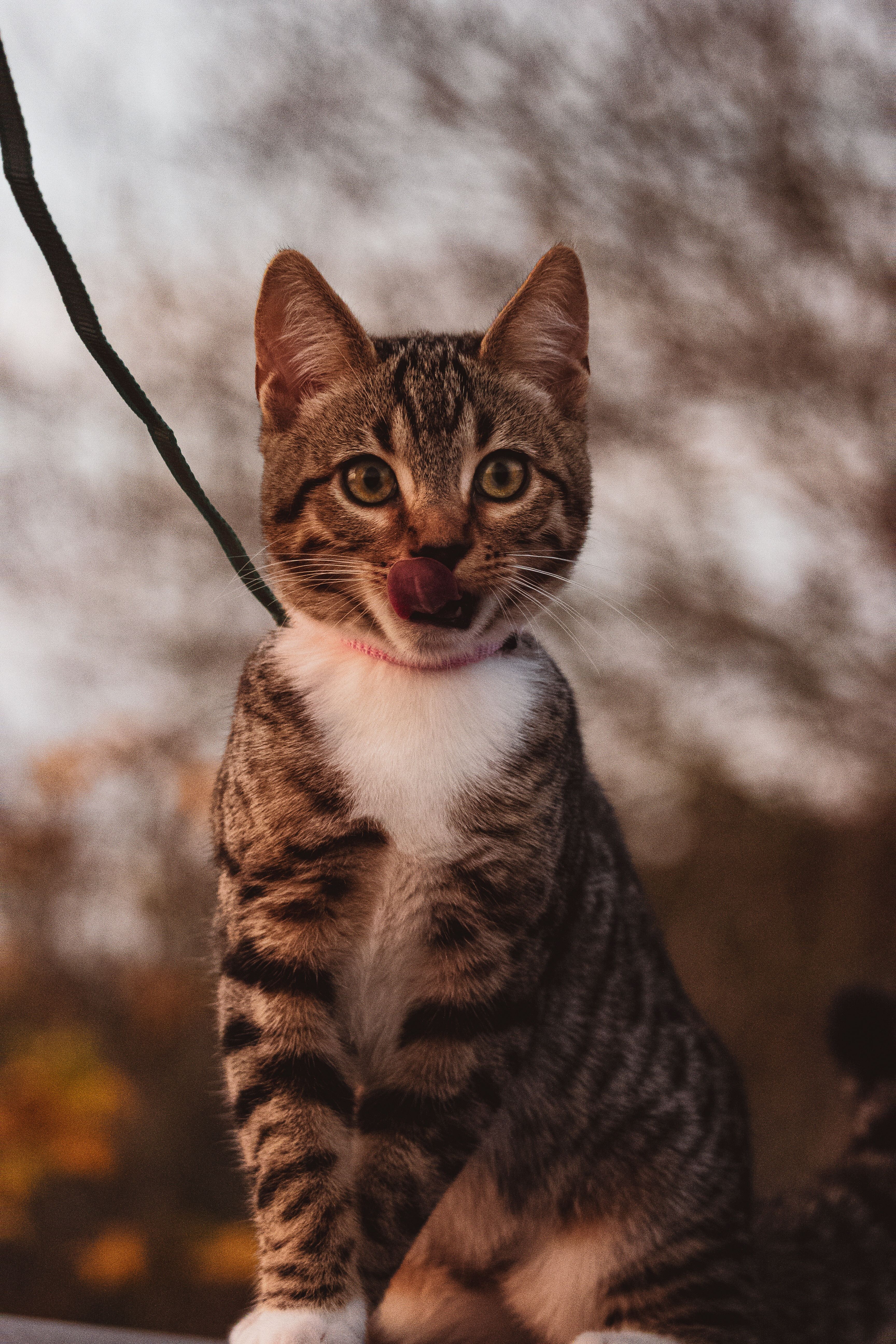 Close-Up Shot of a Tabby Cat Sitting · Free Stock Photo