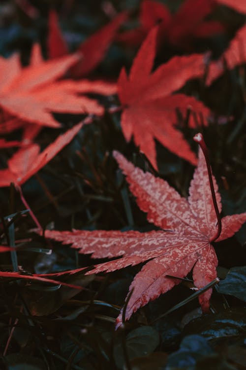 Close-Up Shot of Maple Leaves