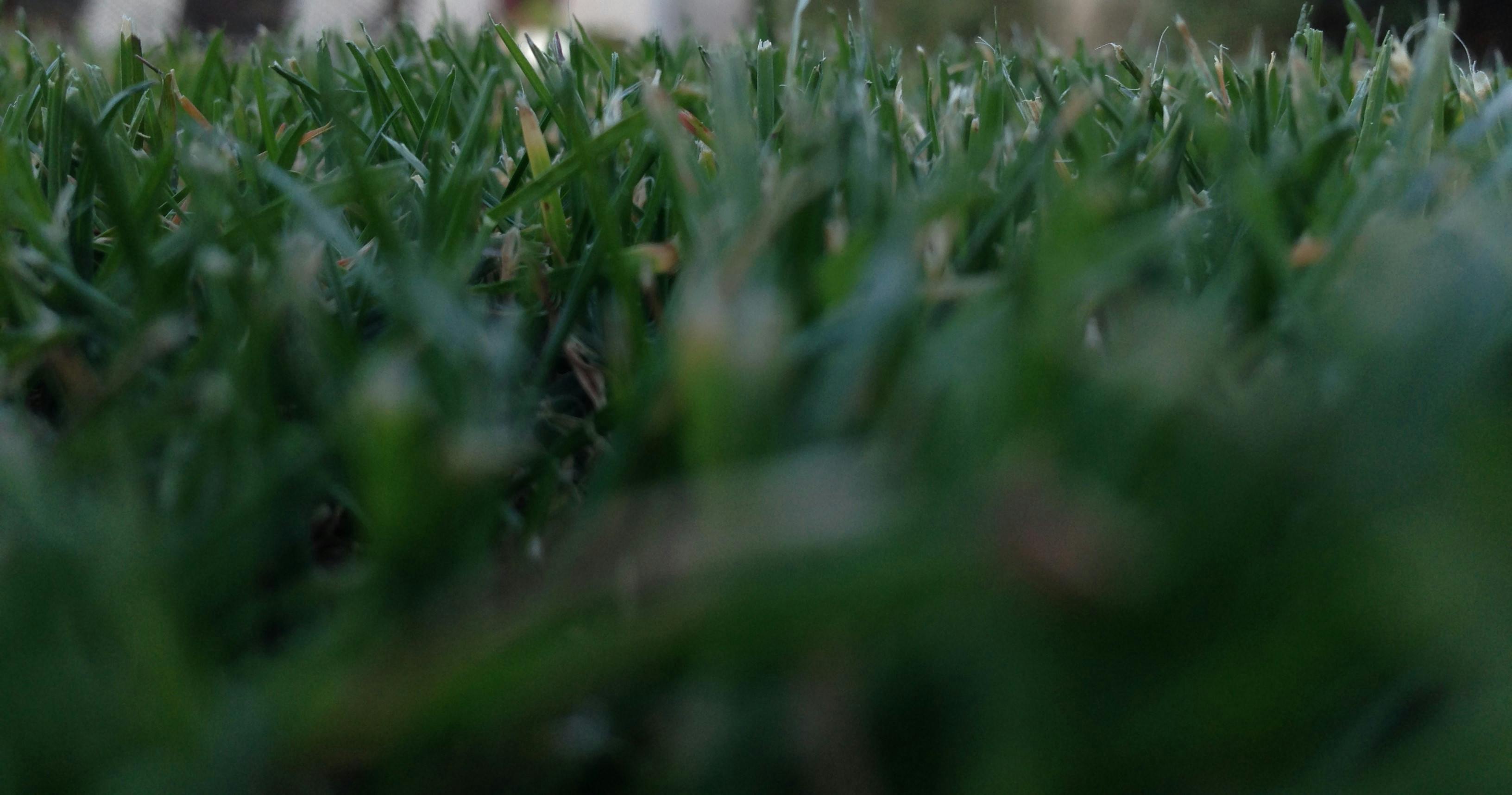 Free stock photo of blade of grass, dark green, grass