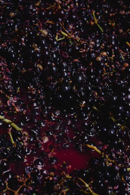 Безкоштовне стокове фото на тему «вертикальні постріл, виноград, виноробство»