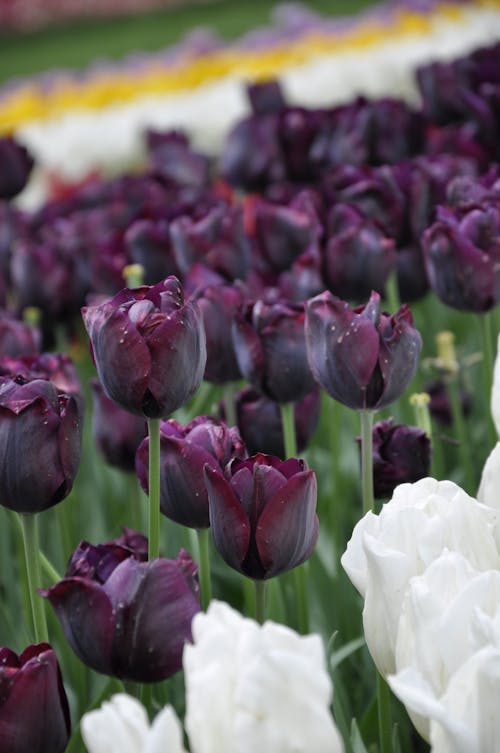 Gratis lagerfoto af blomstermotiv, blomstrende, delikat