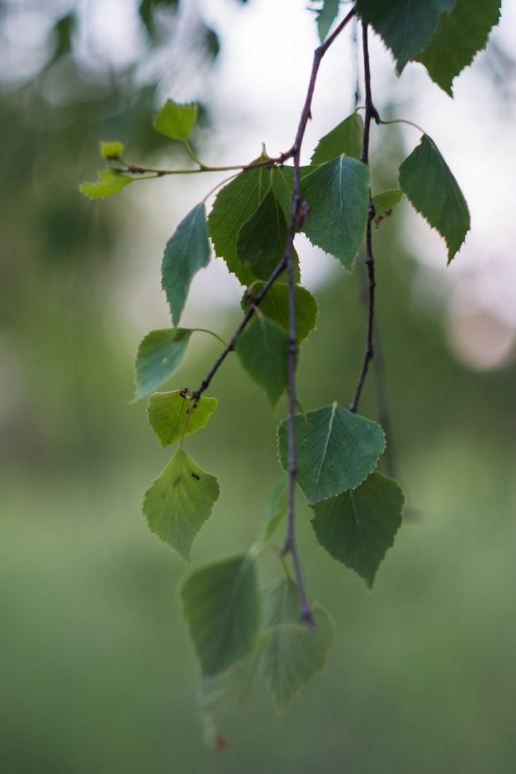 Hanging Birch Tree Branch With Green Leaves 