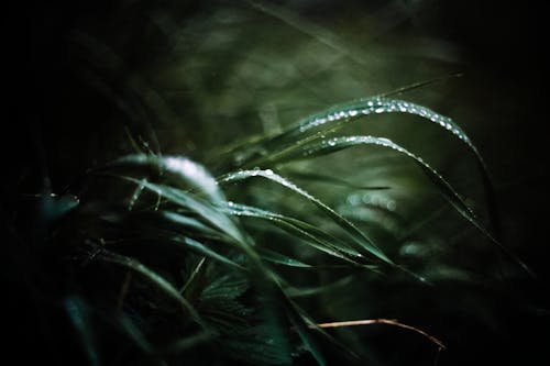 Wavy grass with dew in summer forest