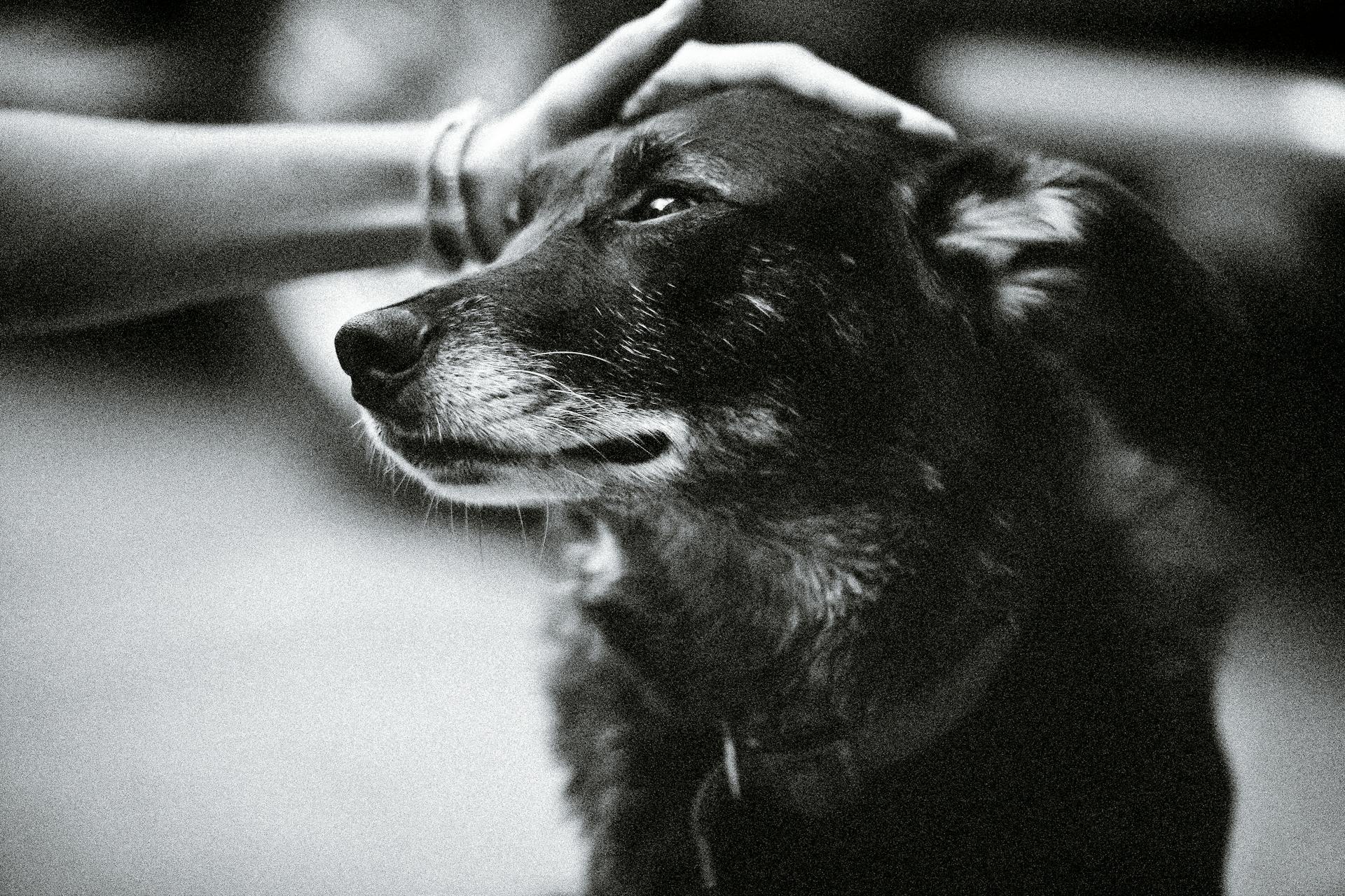 Black and white of crop unrecognizable female stroking adorable dog with spotted coat on blurred background