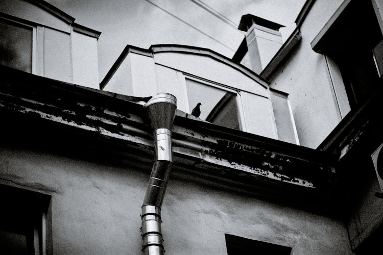 Old House Facade With Bird In Town