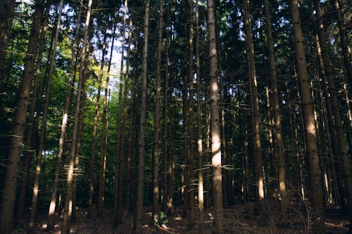 Gratis lagerfoto af skov, træ, træer