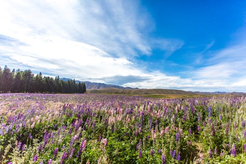 Foto profissional grátis de amplo, árvores, campo de flores