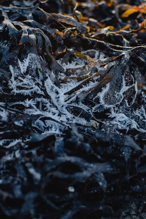 Weißer Schnee Auf Schwarzem Boden